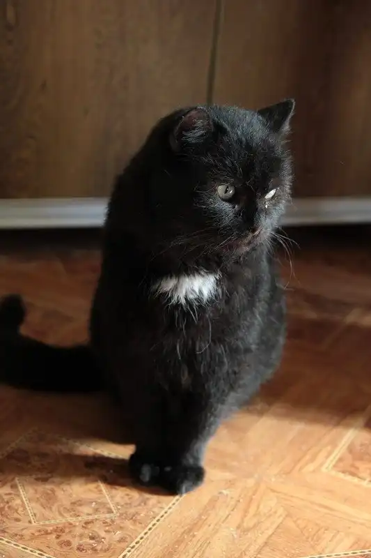 Отдам котика Отелло