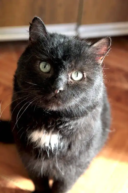 Отдам котика Отелло