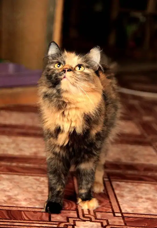 Отдам кошечку Линду