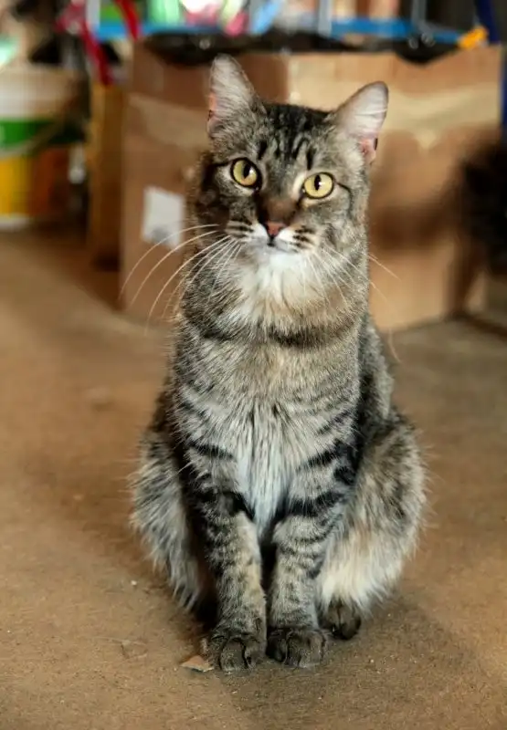 Отдам котика Оникса