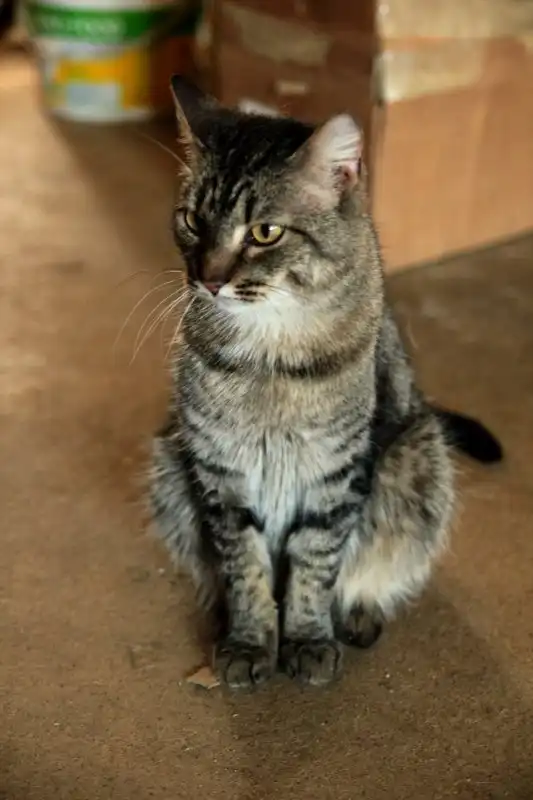 Отдам котика Оникса