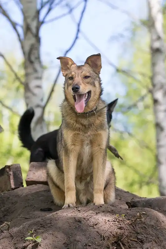 Отдам пёсика Мишку