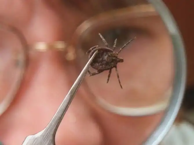 Как спастись от клещей?