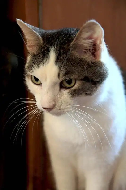 Отдам котика Всеволода