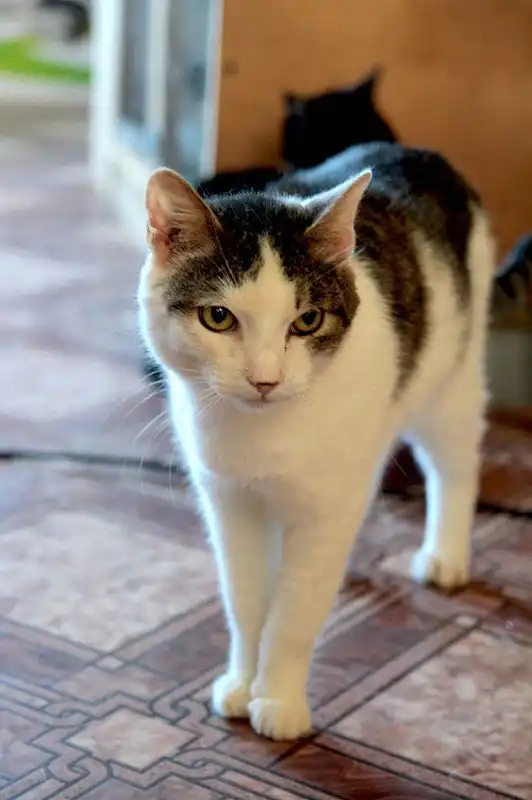 Отдам котика Всеволода