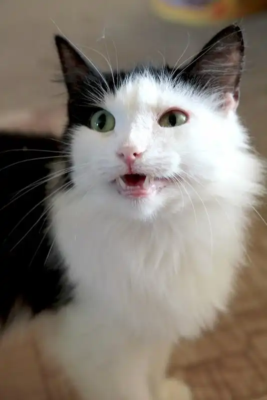 Отдам котика Квентина