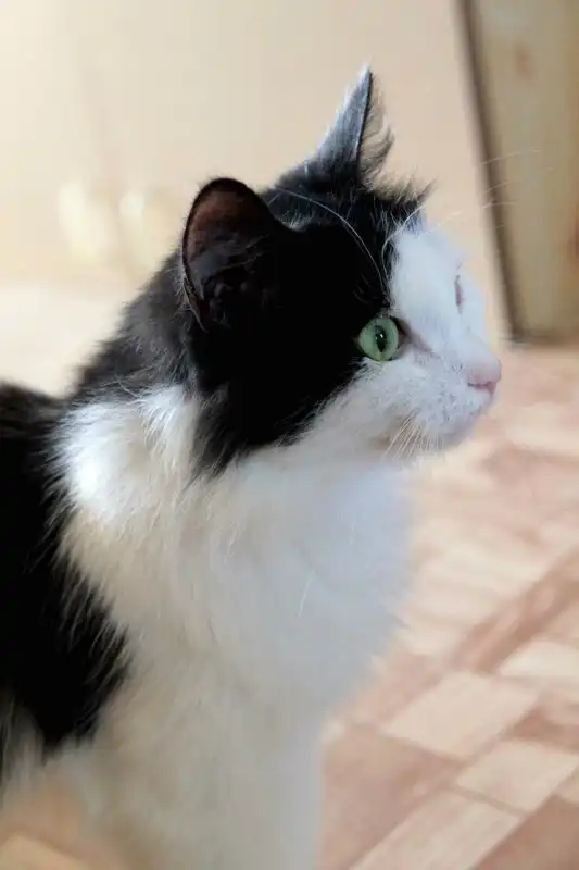 Отдам котика Квентина