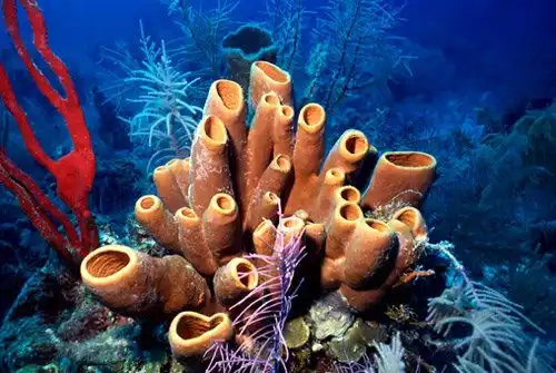 Советы доктора Ливси. Часть 1