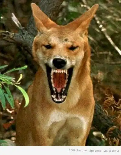 О новогвинейской поющей собаке