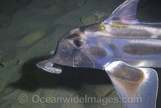 Акула — призрак или слоновая акула