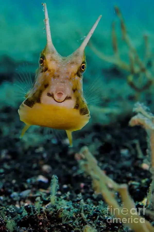 Рогатый кузовок