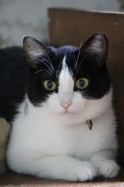 кошечка Бренда