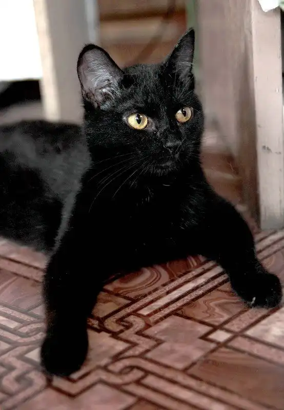 Отдам котика Тобиаса