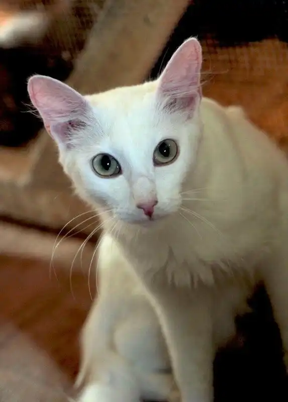 Отдам кошечку Франческу