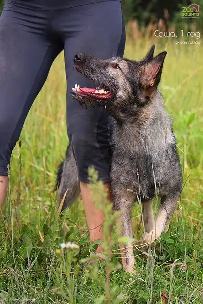 Отдам собачку Сашу