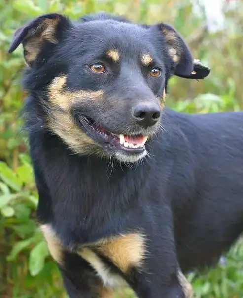 Джек ищет дом!