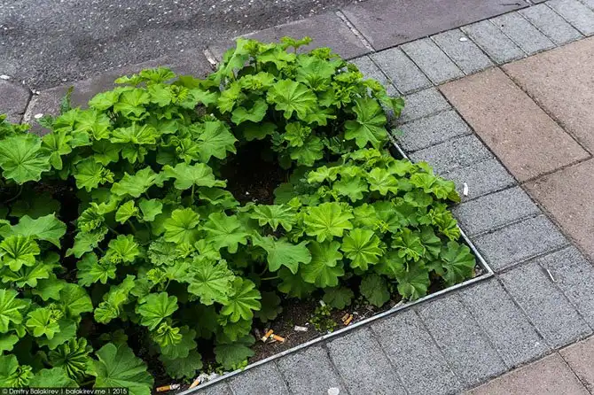 Исландия. Рейкьявик