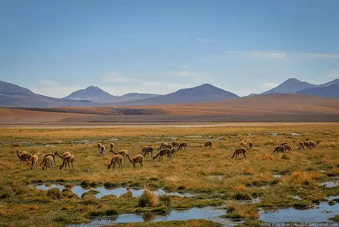 Атакама — самая сухая пустыня планеты