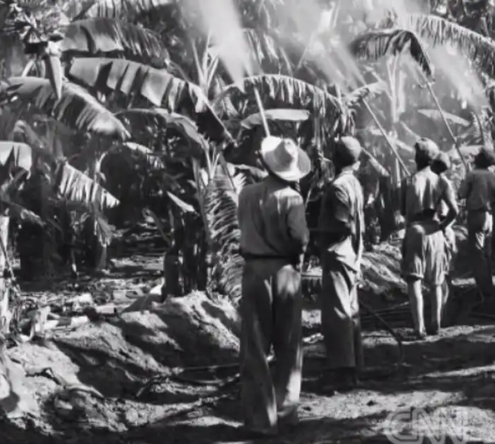 Бананы под угрозой исчезновения