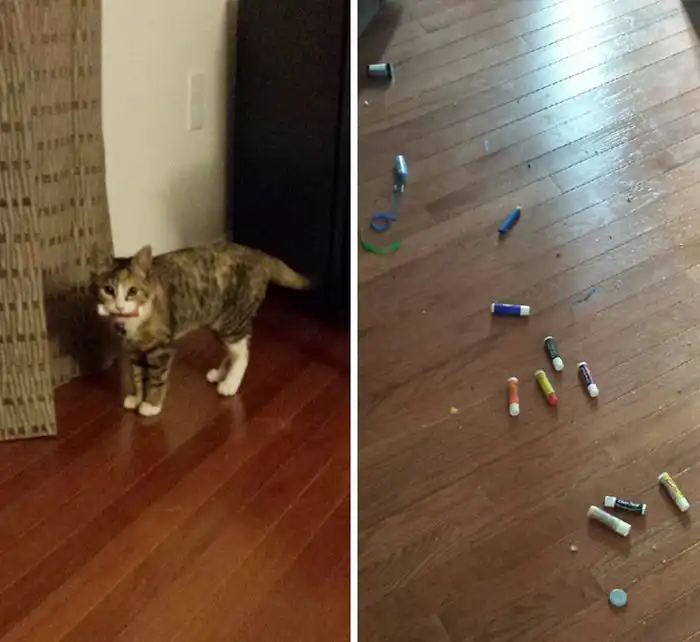 Кошки, которые очень любят различные безделушки