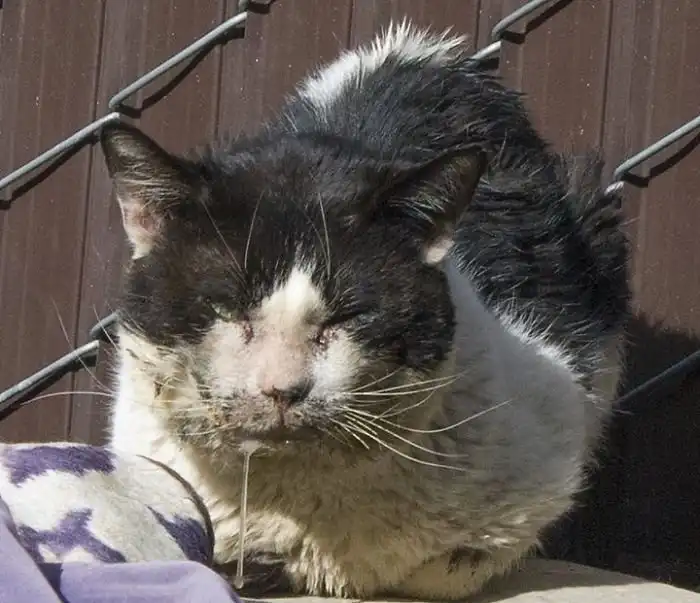 Спасение бездомного кота