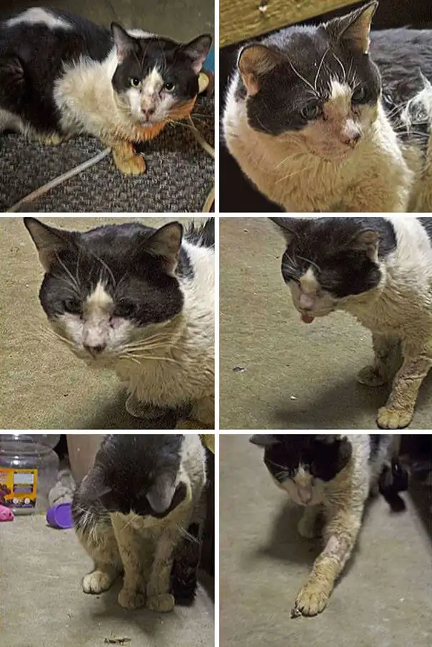 Спасение бездомного кота