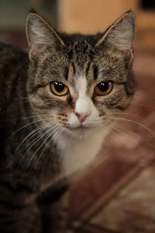 Отдам кошку Молнию