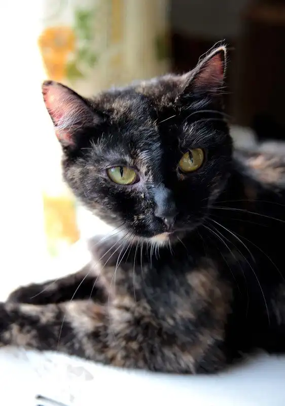 Отдам кошечку Фросю