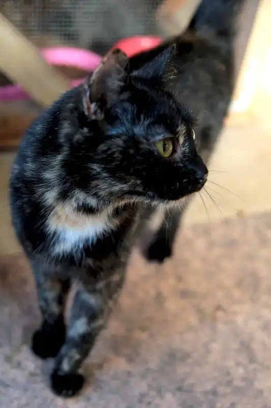 Отдам кошечку Фросю