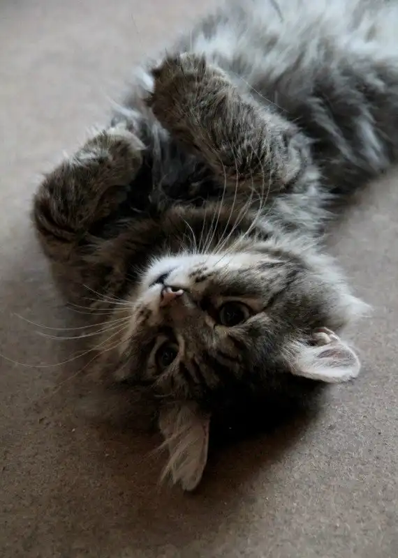 Отдам котика Феррари