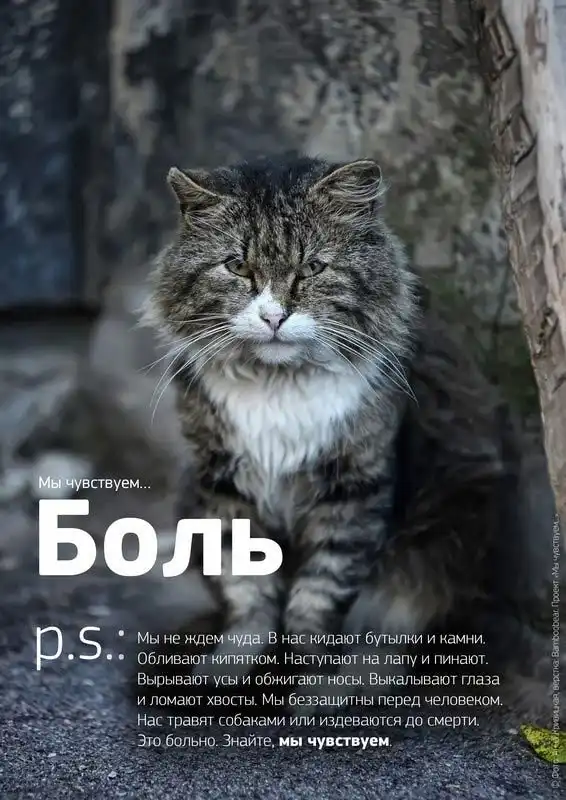 Мы чувствуем: душераздирающий проект о бездомных животных.