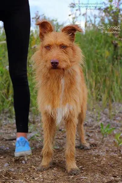 Отдам собачку Лекса