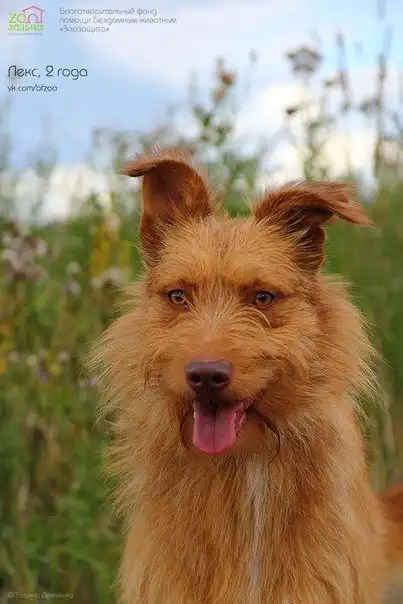 Отдам собачку Лекса