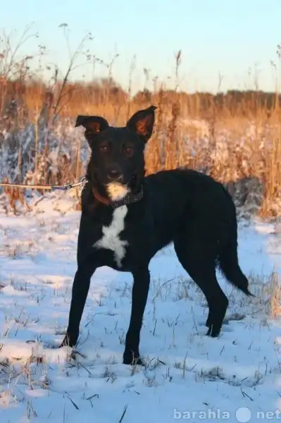 Отдам собачку Дану