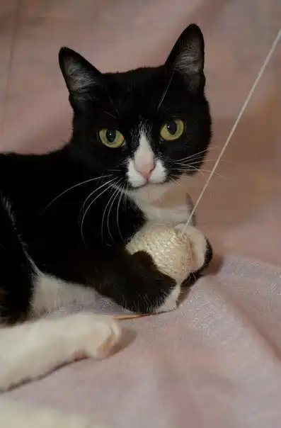 красавица кошка