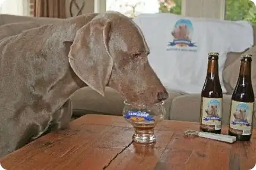 СОБАКЕ-СОБАЧЬЕ ПИВО.