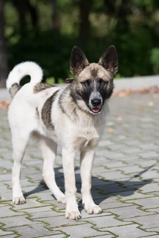 Молодая собака Грета