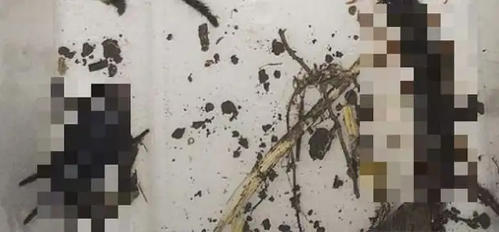 Обычная находка австралийца во дворе своего дома