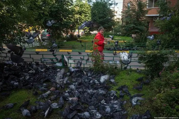 Голуби в одном из дворов Москвы
