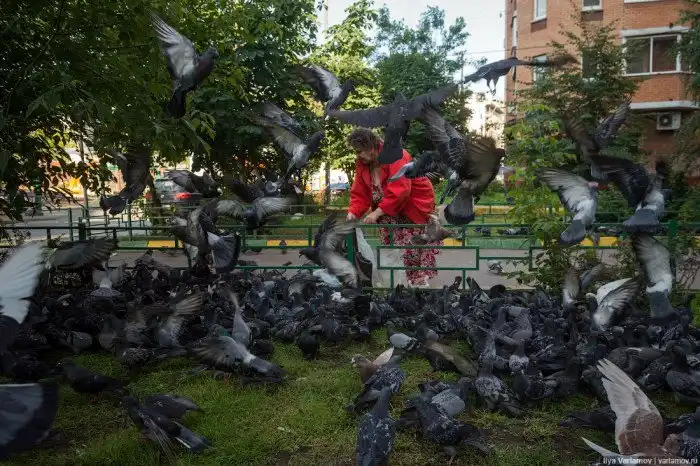 Голуби в одном из дворов Москвы