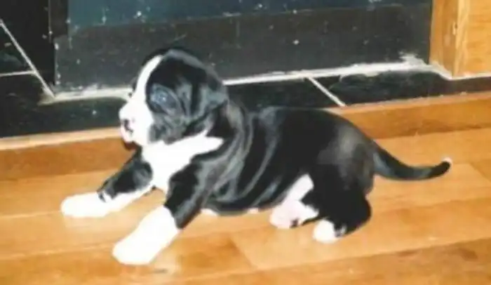 Как обман хитрой женщины позволил щенку найти новый дом