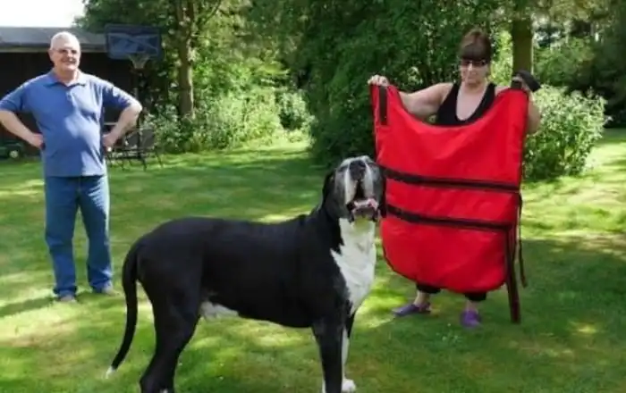 Как обман хитрой женщины позволил щенку найти новый дом