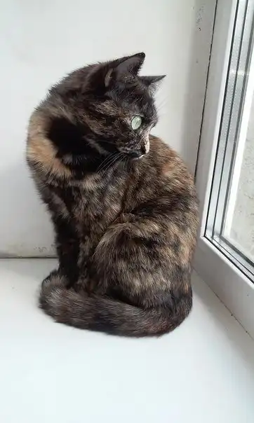 Отдам кошечку