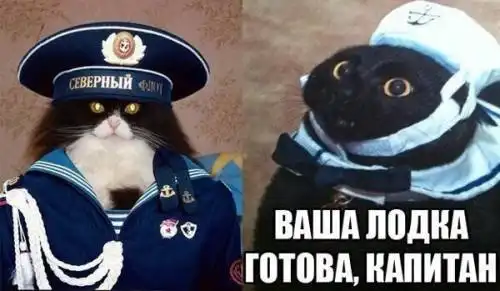 Котики и "Мистрали" !