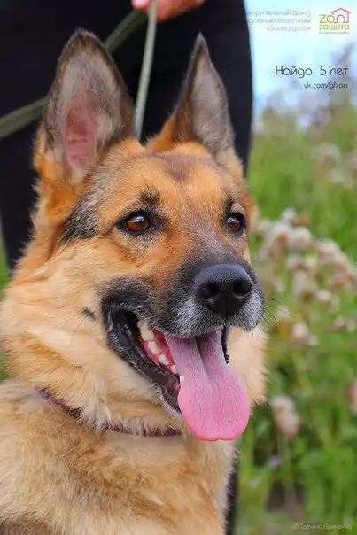 Отдам собачку Найду