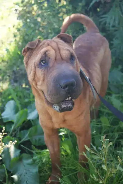 отдам в добрые руки