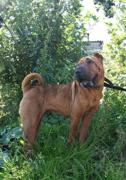 отдам в добрые руки