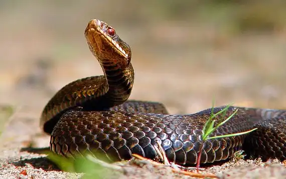 "В мире животных" на uCrazy