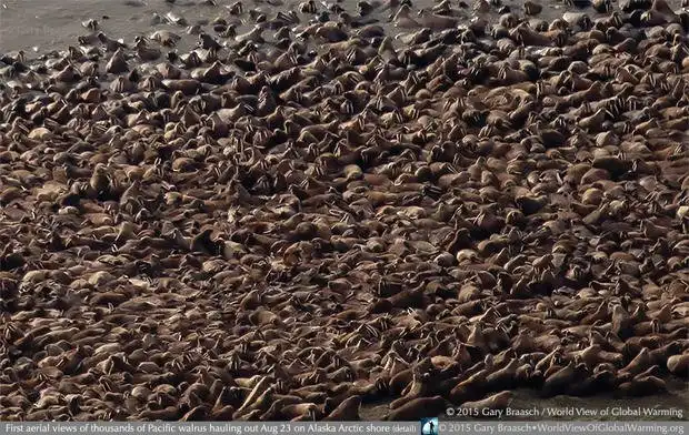 Признаки грядущей экологической катастрофы