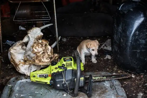 Признаки грядущей экологической катастрофы